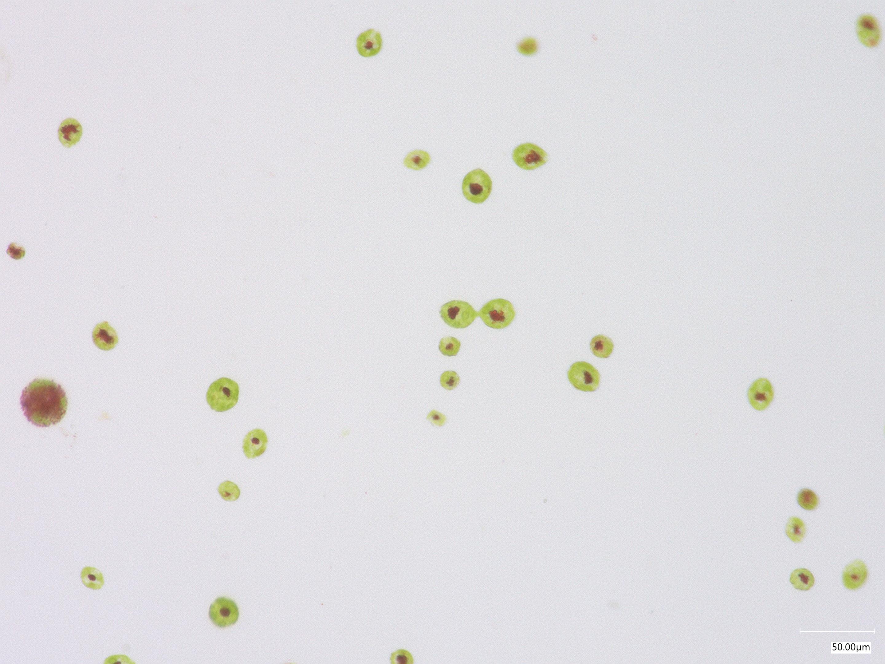 Algae — image 2
