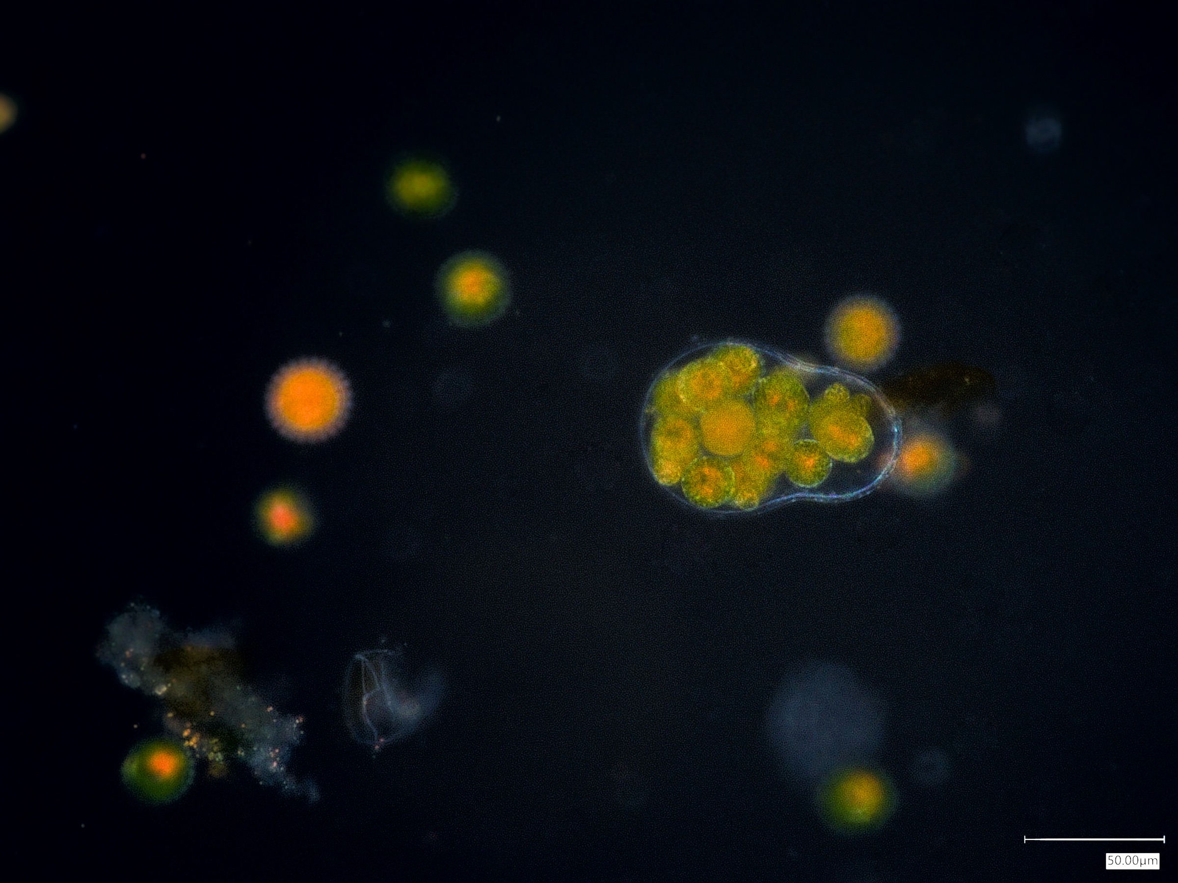 Algae — image 3