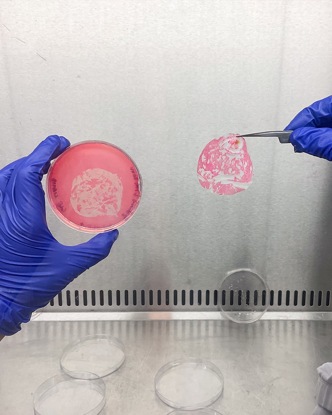 Decellularisation