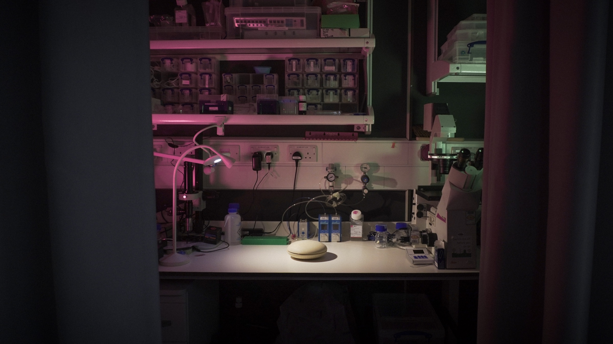 Wild data in Unreal Engine — image 2